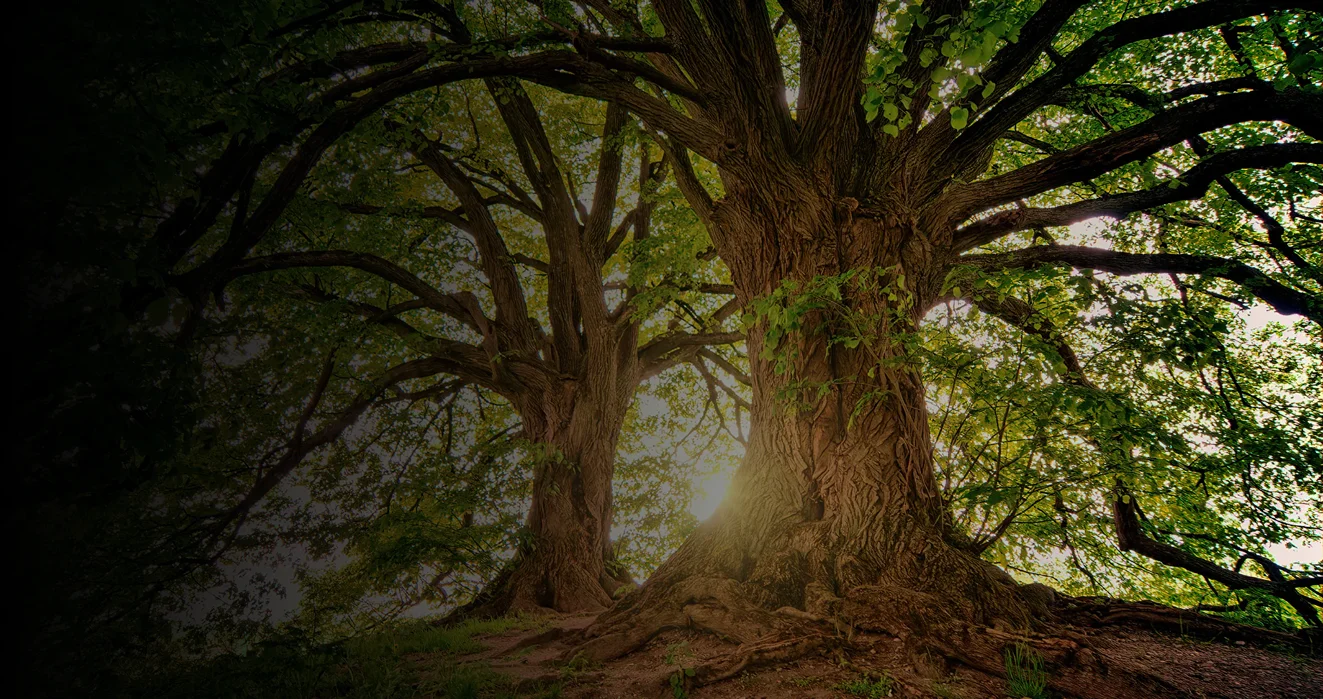 81tree services hero 1