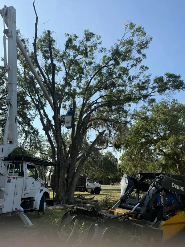 How to Safely Remove Large Trees